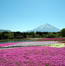 Fuji Shibazakura (Moss phlox) Fastival