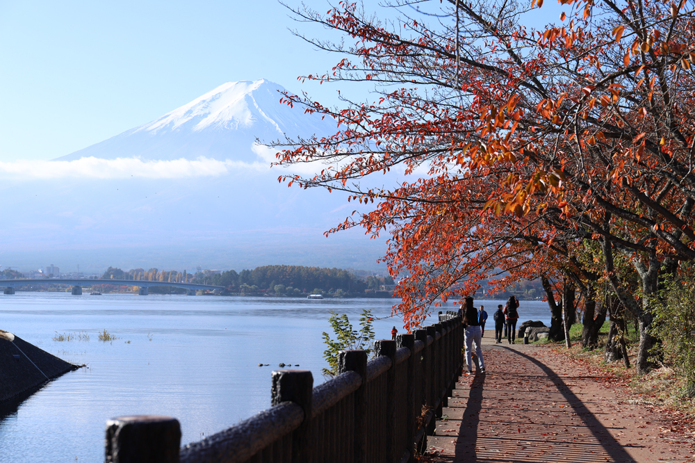 河口湖駅周辺のレンタサイクル完全ガイド：料金・営業時間・モデルコースまとめ